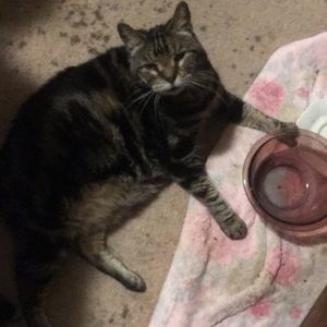 Meet your Posher, Bridget